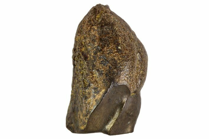 Triceratops Shed Tooth - Montana #109081